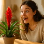 Le secret fascinant du Bromelia : cette plante d’intérieur ne fleurira qu’une fois !