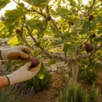 Figuier : plantation, taille, entretien et récolte