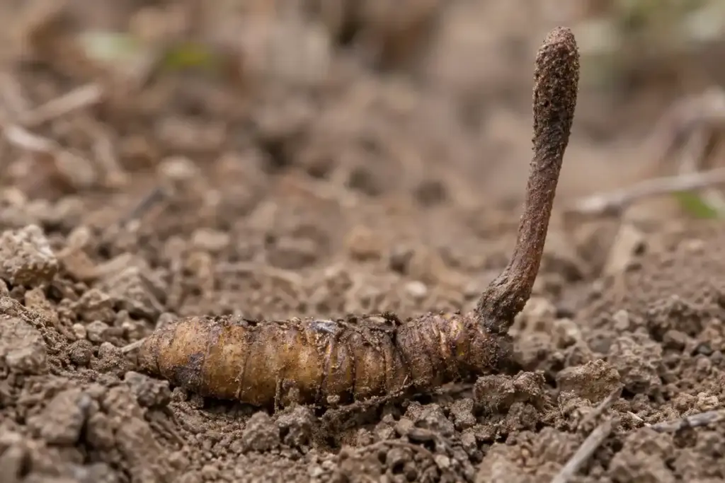 Champignon chenille : l’association du corps larvaire et du stroma introduit son cycle biologique, sans authentifier un spécimen réel.